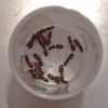 reinas pheidole
