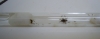 pheidole + mosca