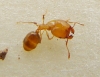 ix pheidole_1