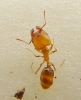 ix pheidole_3
