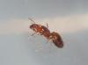 Reina pheidole
