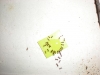 Pheidole bebiendo---