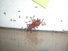 Pheidole con escarabajo tenebrio