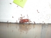 Pheidole con escarabajo tenebrio-