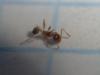 Pheidole 1