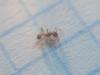 Pheidole 6