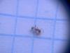 Pheidole 7