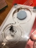 pheidole