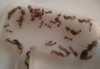 pheidole pallidula,¿bolsas?