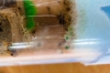 larvas verdes
