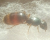 Pheidole(?)