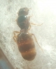 Pheidole(?)