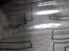 pheidole