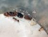 Colonia Pheidole pallidula