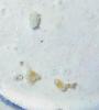 Huevos y larvas de Pheidole pallidula