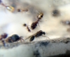 Macho Pheidole nacido en cautividad