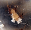 Ninfa Pheidole �posible macho?