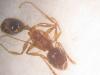 Pheidole obrera dani 4