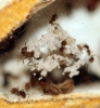 Alados Pheidole