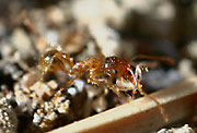 Pheidole