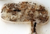 Pheidole Pallidula