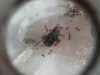 darlatan pheidoles 1/2 2