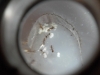 Pheidole Darlatan 21/2
