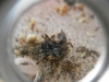 Pheidole darlatan moscardon