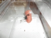 moscardon pheidole