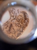 pheidole 3/7