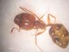 Pheidole soldado dani 2