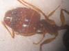 Pheidole soldado dani 3