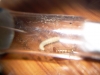 Nurses de pheidole pallidula vs. tenebrio