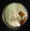 pheidole pallidula de rota/cadiz
