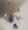 Pheidole larvas