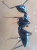 Camponotus Aethiops