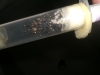c.aethiops noviembre 2012