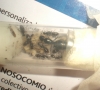 Mis C. aethiops junio 2012