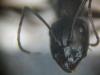 Camponotus_herculeanus_1