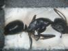 Camponotus_herculeanus_2