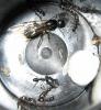 dandy colonia camponotus