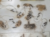 Aethiops colonia