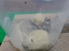 AcromyrmexLundii4
