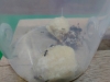 AcromyrmexLundii5