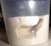 Hormiguero para reina en vaso de plastico