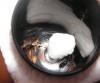 Messor come pipas(Laura Lazaro)