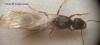 reina Tetramonium caespitum