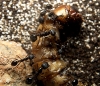 Aphaenogaster gibbosa devorando tenebrio