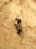 A.gibbosa macho
