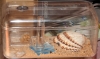 Aphaenogaster Senilis